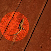 Vignette 16++Terracotta.jpeg 