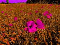 Vignette 21++Terracotta.jpeg 