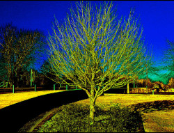 Ouvrir la sous-galerie Arbre été / hiver 
