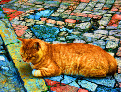 Ouvrir la sous-galerie Bestiaire 